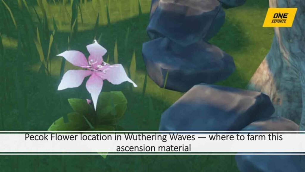 Screenshot of  Pecok Flowers in Wuthering Waves in ONE Esports featured image for article "Pecok Flower location in Wuthering Waves — where to farm this ascension material"